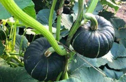 网红瓜太熟可以吃吗视频,口感与营养大揭秘 第1张 网红瓜太熟可以吃吗视频,口感与营养大揭秘 第1张